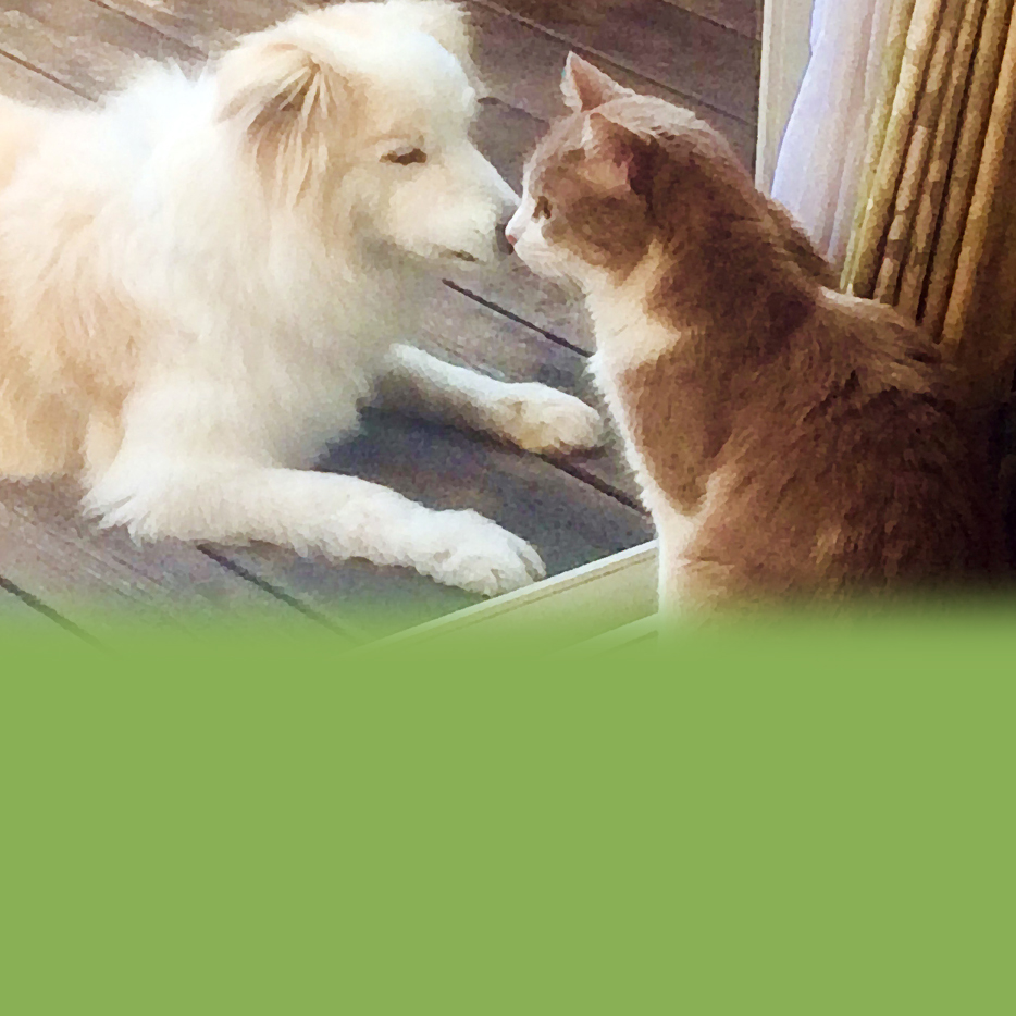 pet_banner